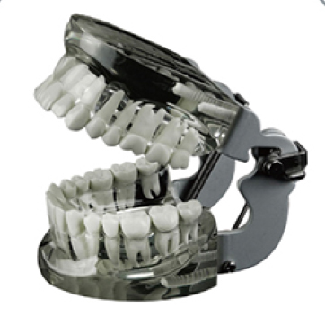 Jingle JG-Y14 — Фантомная прозрачная стандартная модель зубов