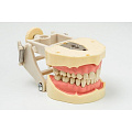 Jingle JG-J1 - фантомная челюсть